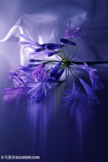 唯美百子莲鲜花微距摄影图片