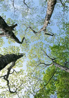 森林风景美丽的jpg素材