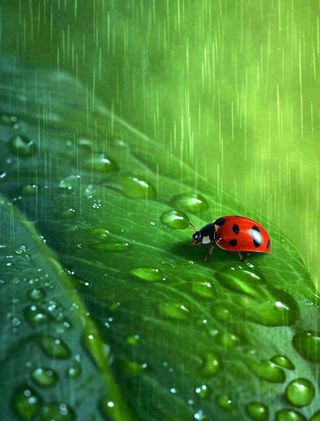 下雨，绿色树叶上，七星瓢虫，雨水，惊蛰，谷雨，春天摄影图