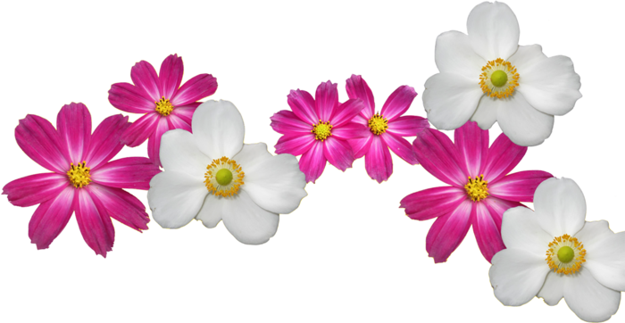花朵红花素材种植业现代农业