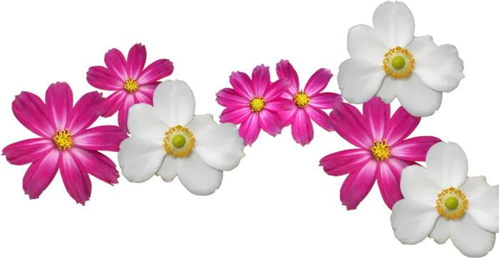 花朵红花素材种植业现代农业