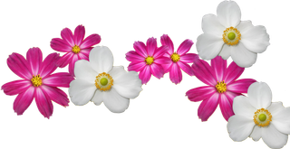 花朵红花素材种植业现代农业