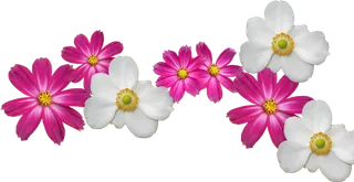 花朵红花素材种植业现代农业