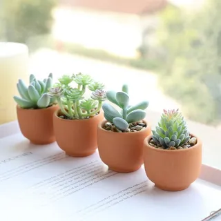 北欧简约绿植盆栽场景(26) 北欧简约绿植盆栽场景(26)