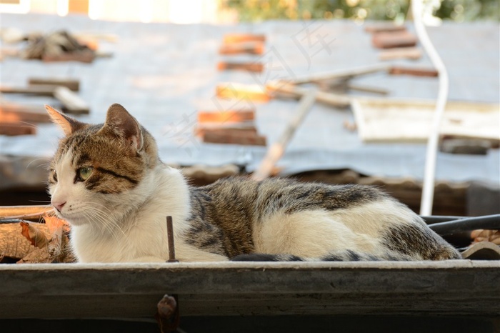 坐在船上的猫咪