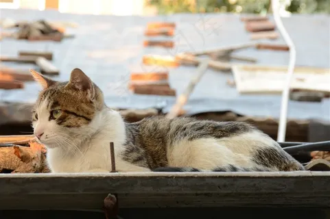 坐在船上的猫咪