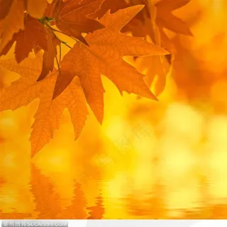 阳光下的枫叶和水中的倒影