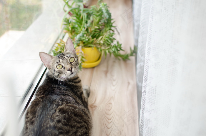 世界上可爱的猫猫图片