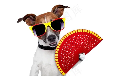 可爱搞怪狗狗杰克拉西尔梗犬 可爱搞怪狗狗杰克拉西尔梗犬