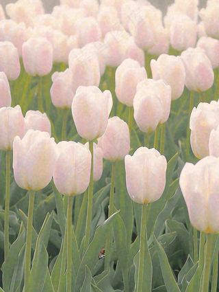 春天粉色郁金香花海绿叶温馨阳光，春分摄影图