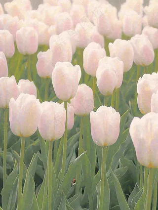 春天粉色郁金香花海绿叶温馨阳光，春分摄影图