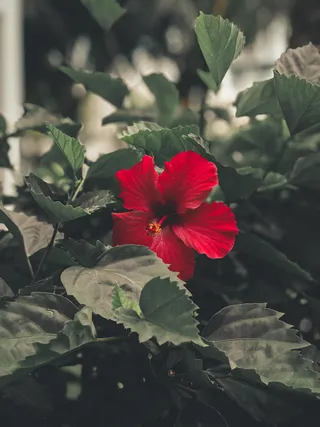 红色朱槿花图片