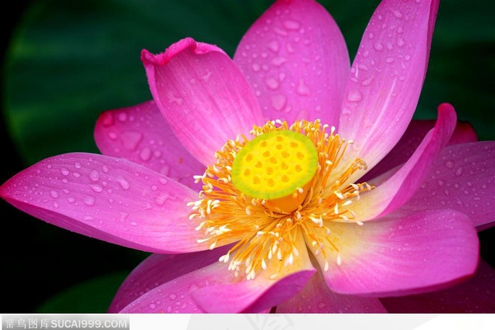 出水芙蓉-一朵盛开的荷花