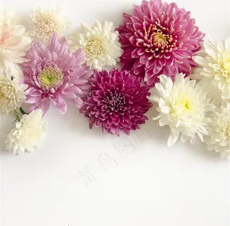 漂亮的玫红色花朵