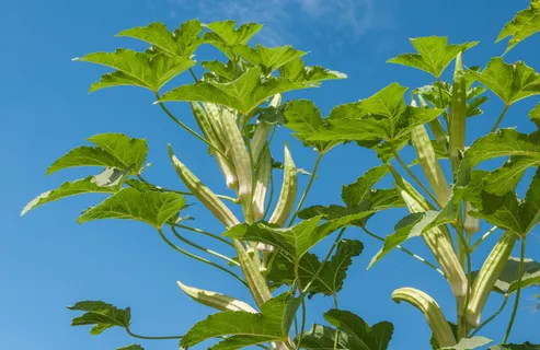 蔬菜秋葵图片 蔬菜秋葵图片