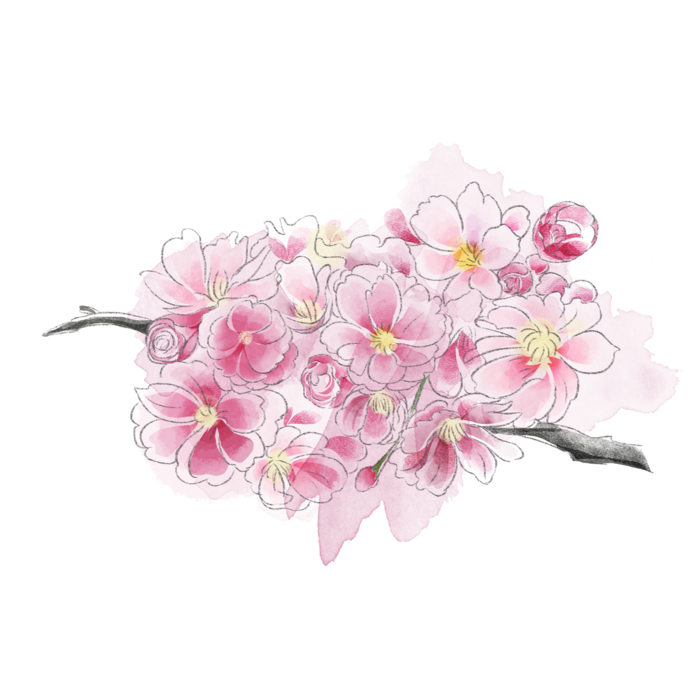 春天浪漫粉红色樱花手绘樱花梅花桃花花朵图片PNG免扣素材