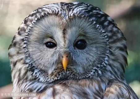 大脑袋猫头鹰近景特写摄影高清图片