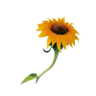 向日葵花免抠