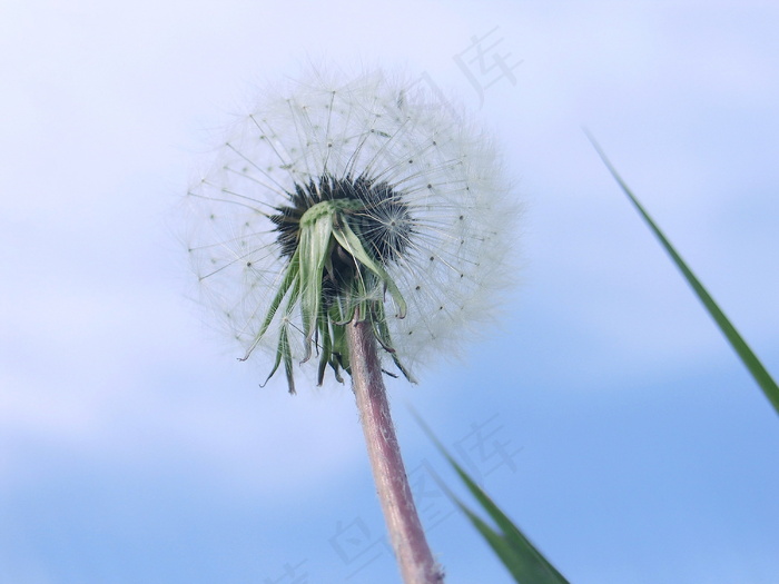 蒲公英唯美意境图片