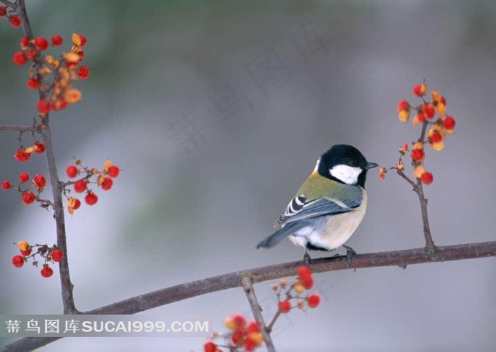 树枝上可爱的小鸟