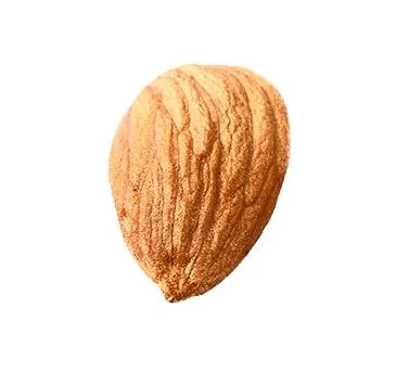 杏仁 PNG免抠(365x354)