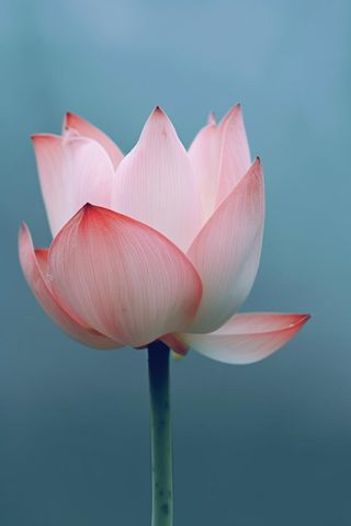粉色荷花蓝色唯美背景