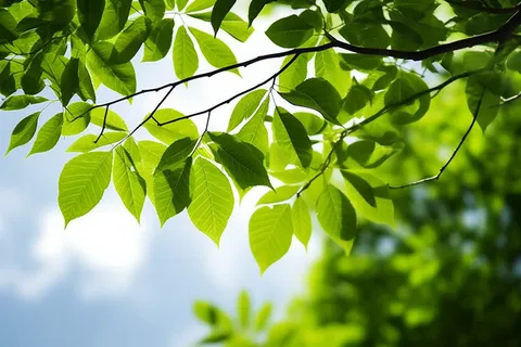 蓝天白云阳光下的绿叶植物树枝摄影图