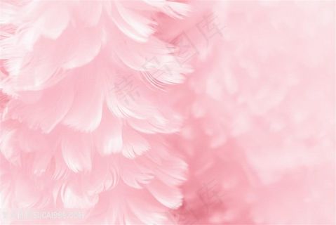 唯美清新羽毛背景