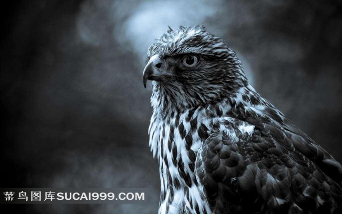 夜晚的老鹰特写