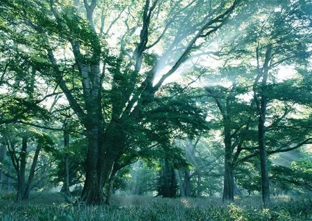 树木风景绿色摄影图片 树木风景绿色摄影图片