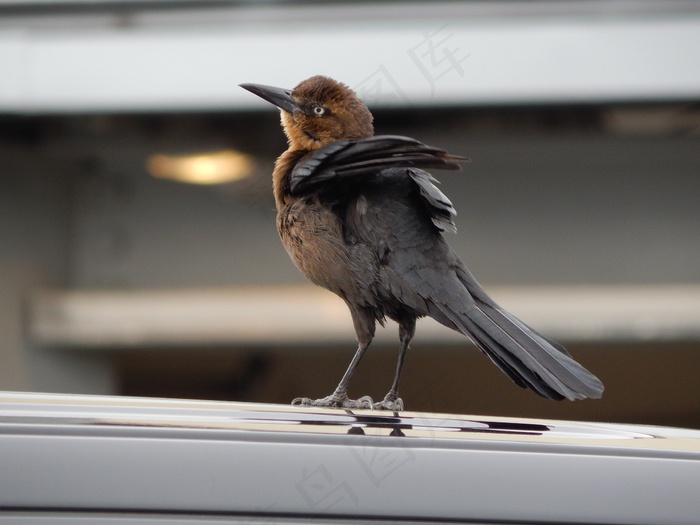 灰色小麻雀图片