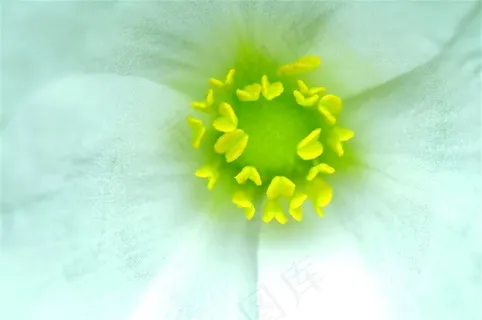 花朵植物花卉鲜花图片