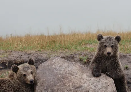 熊动物棕熊动物园野生动物
