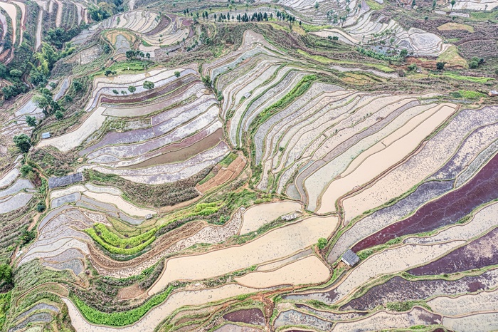 元阳杨柳梯田