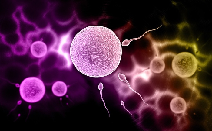 生物繁衍受精过程高清图片