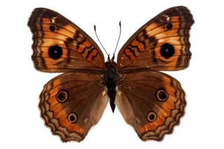 蝴蝶 彩蝶 花蝴蝶 动物 昆虫 免抠