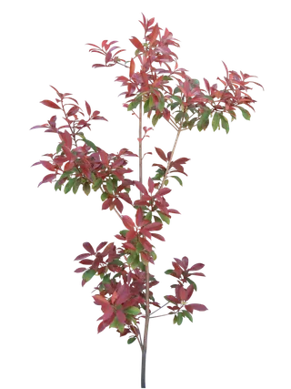 高清树木素材 免抠PSD植物素材 美术绘画园林贴图 树草灌木花草