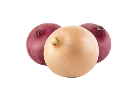 洋葱 (15)超市商品白底图免抠实物摄影png格式图片透明底