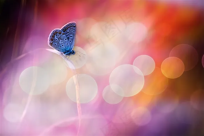 美丽的蝴蝶与花朵高清图