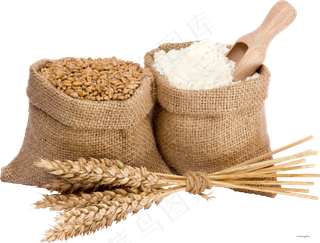 免抠农家小麦实物摄影