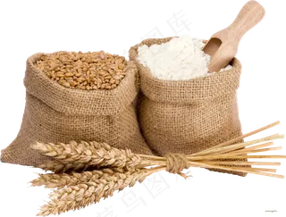 免抠农家小麦实物摄影