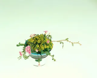 盆景造型二十五