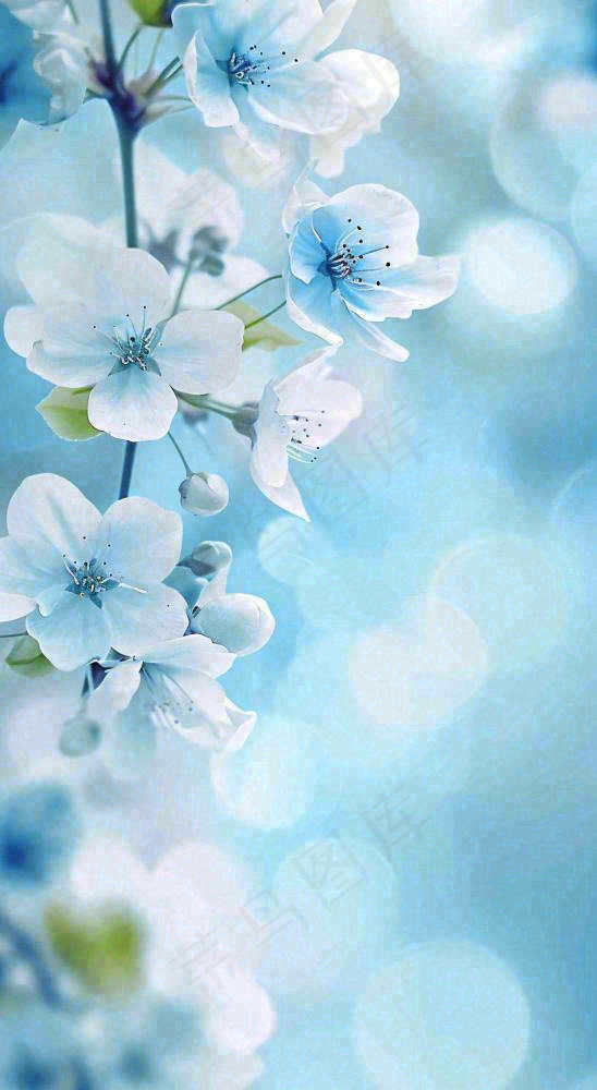 唯美清新白色鲜花，文艺新鲜浪漫情人节摄影图(816x1488)