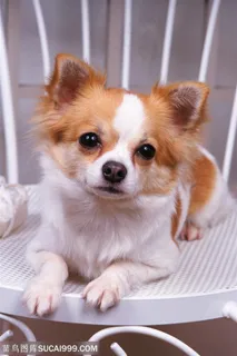 小型犬-趴着凳子上的狗狗