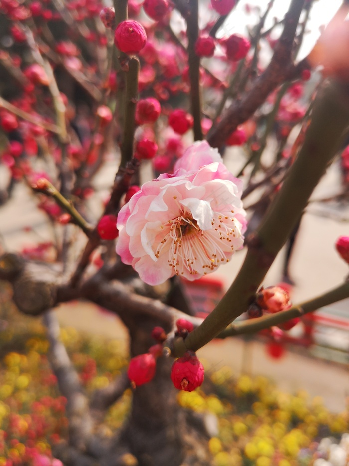 红色盛开梅花