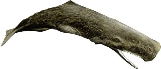 抹香鲸 PNG免抠(806x347)