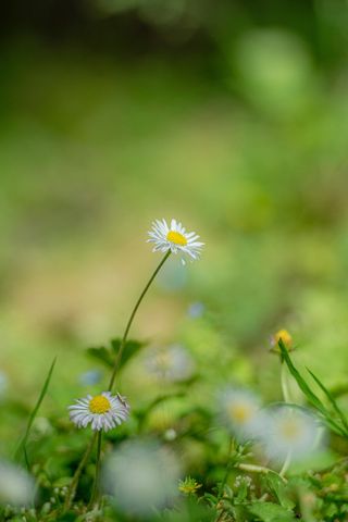 白色纯洁雏菊摄影素材