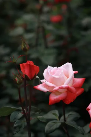 花, 大自然, 植物, 叶子, 花园, 玫瑰, 粉红玫瑰