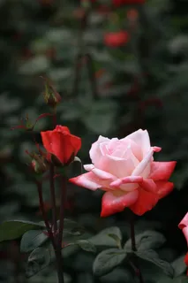 花, 大自然, 植物, 叶子, 花园, 玫瑰, 粉红玫瑰 花, 大自然, 植物, 叶子, 花园, 玫瑰, 粉红玫瑰