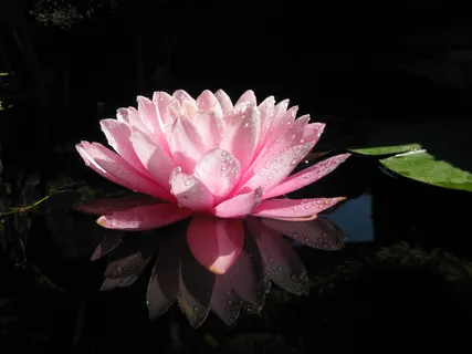 湖面荷花高清图片